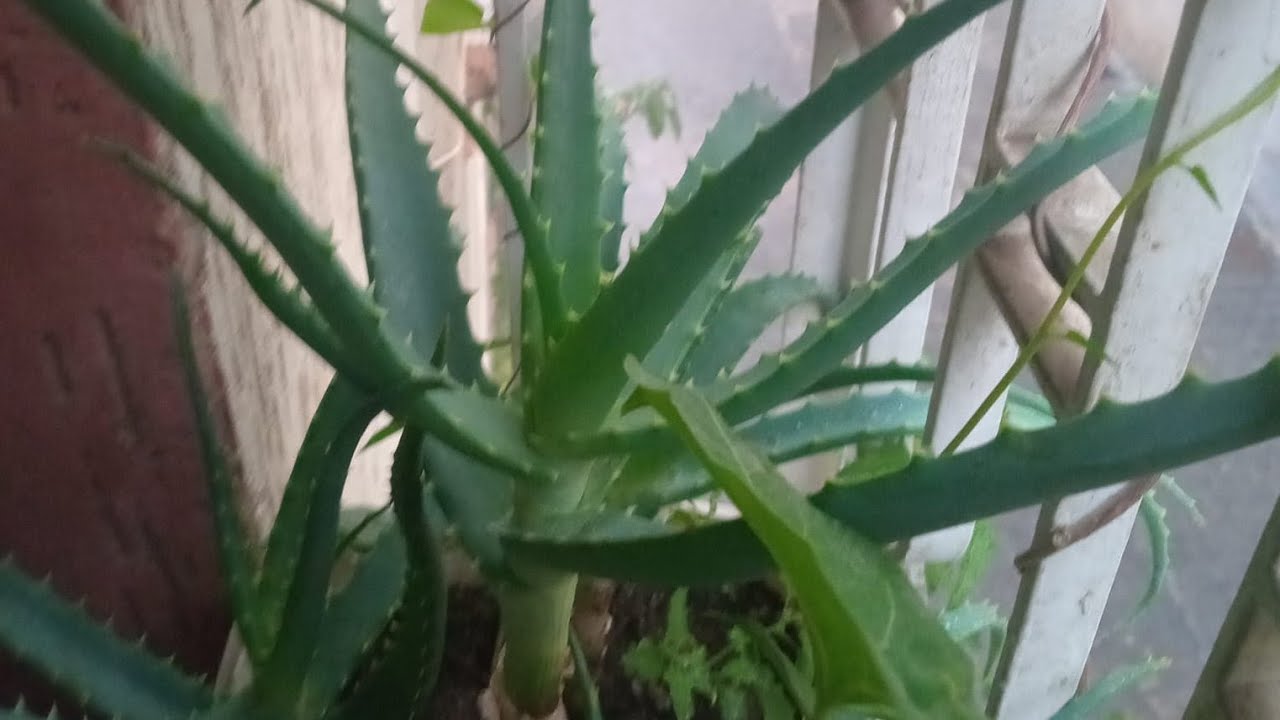 تحياتي للجميع 🌿 مرحبا بكم
