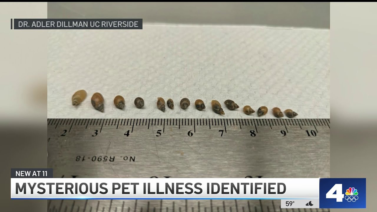 Cause of mysterious dog illness discovered