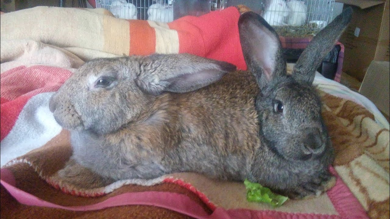 Lapins Lapen