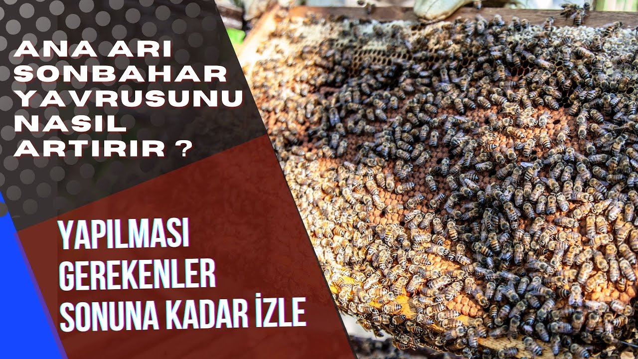 Sonbahar'da Ana arıya nasıl yavru attırılır? Sonbahar'da arı Birleştirme yöntemi Sonuna kadar İzle!