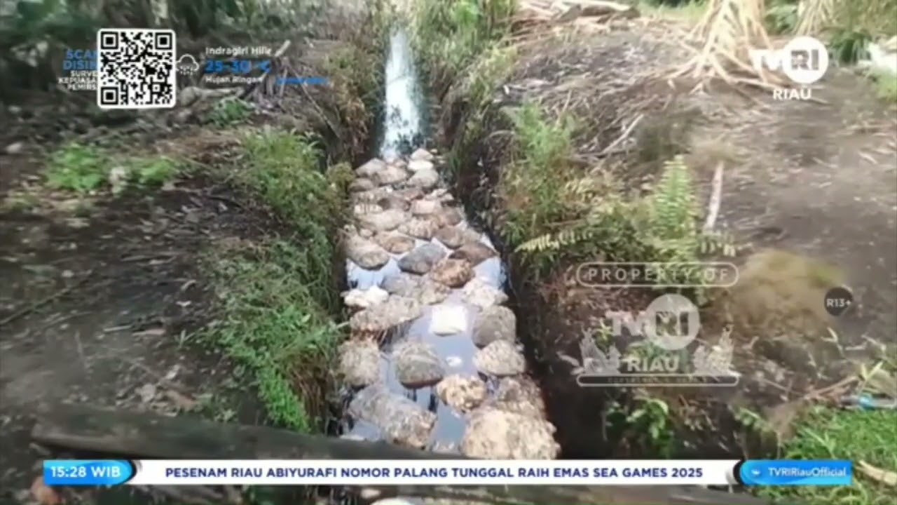 HARGA PINANG DI BENGKALIS NAIK