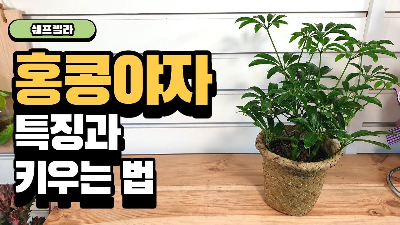 🌴홍콩야자 키우기(특징)🌴