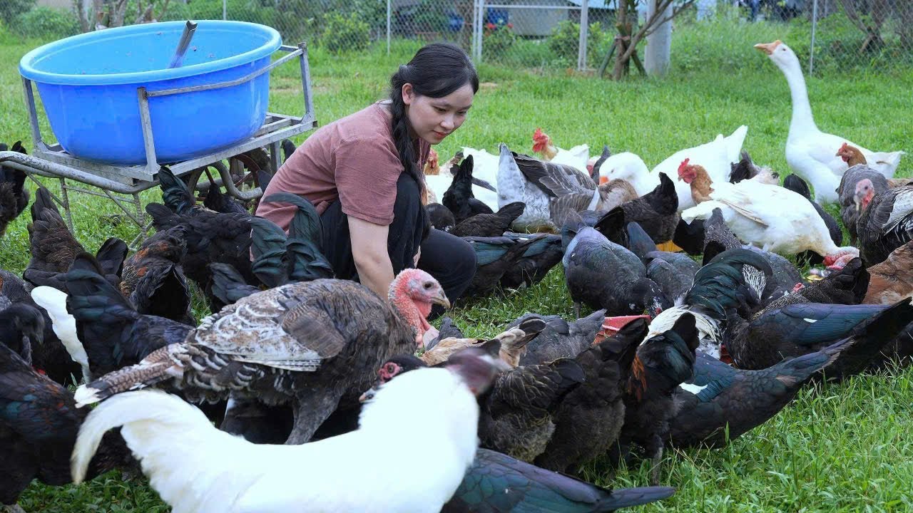 Organic chicken farming 🌿: for eggs and meat - raise organic chickens and ducks. cook healthy meals