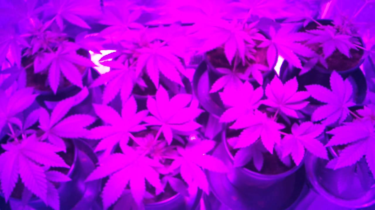 Dorm Gorm 450 watt G8LED Update
