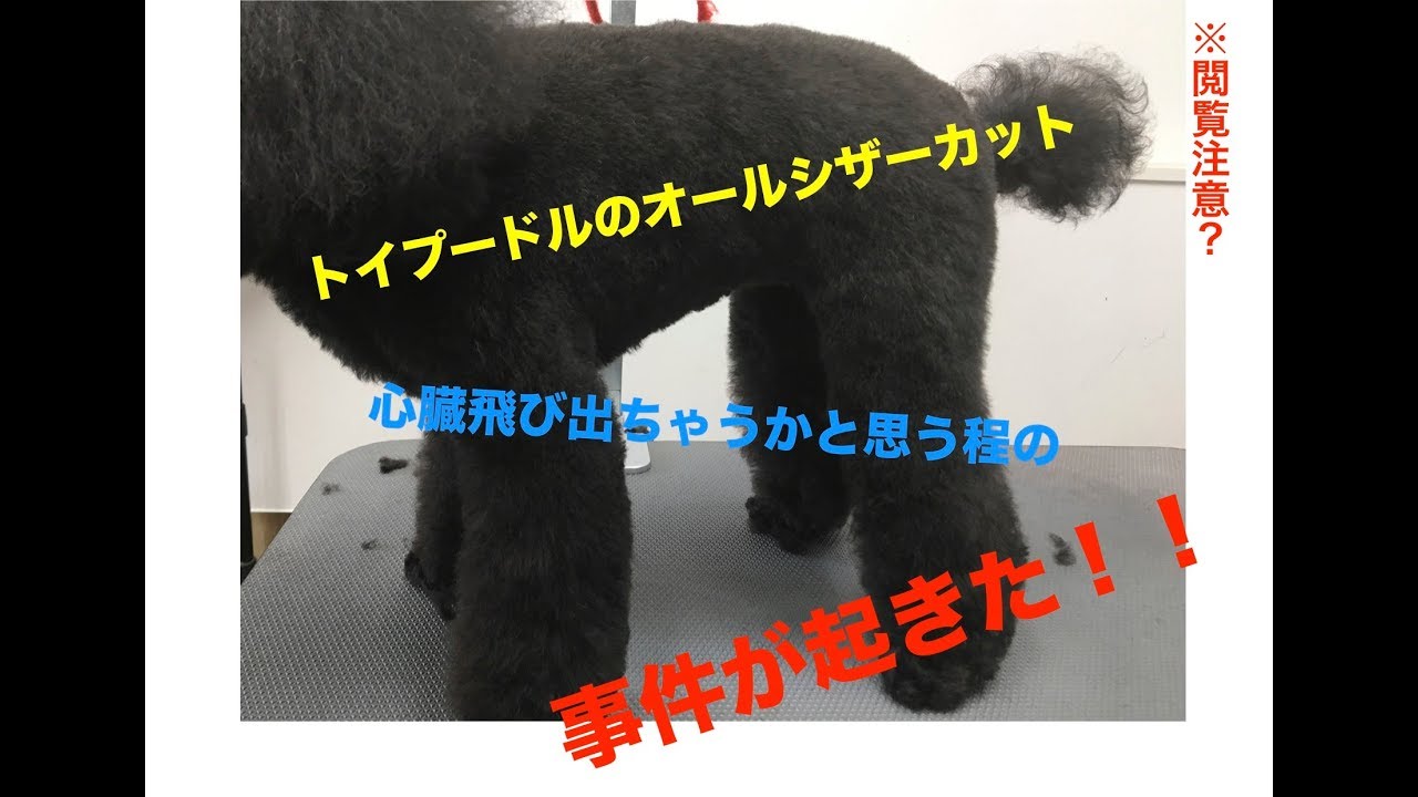 プードルのオールシザーカット【説明少し】