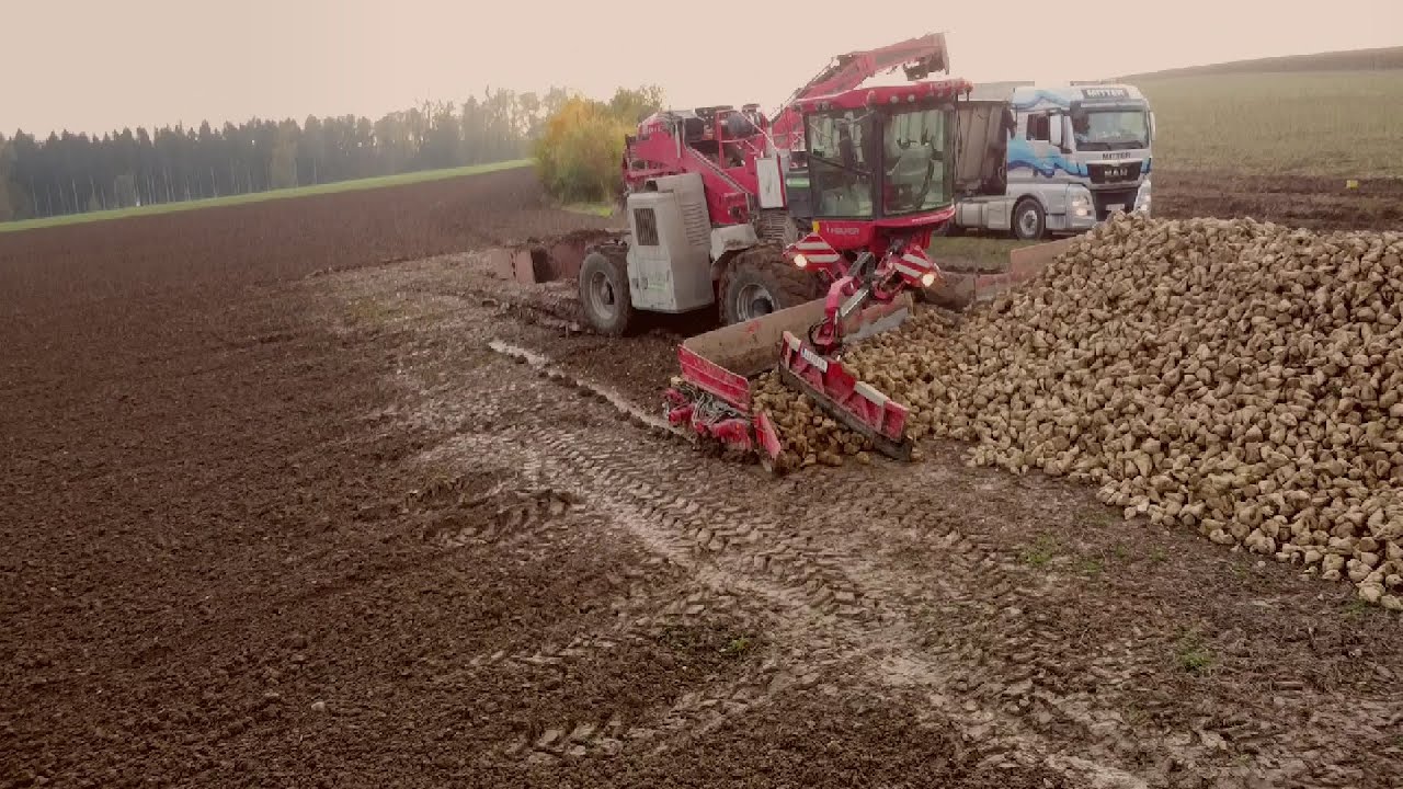 Holmer Terra Felis 2 (Rüben verladen) 2020/Michael's YouTube Kanal...
