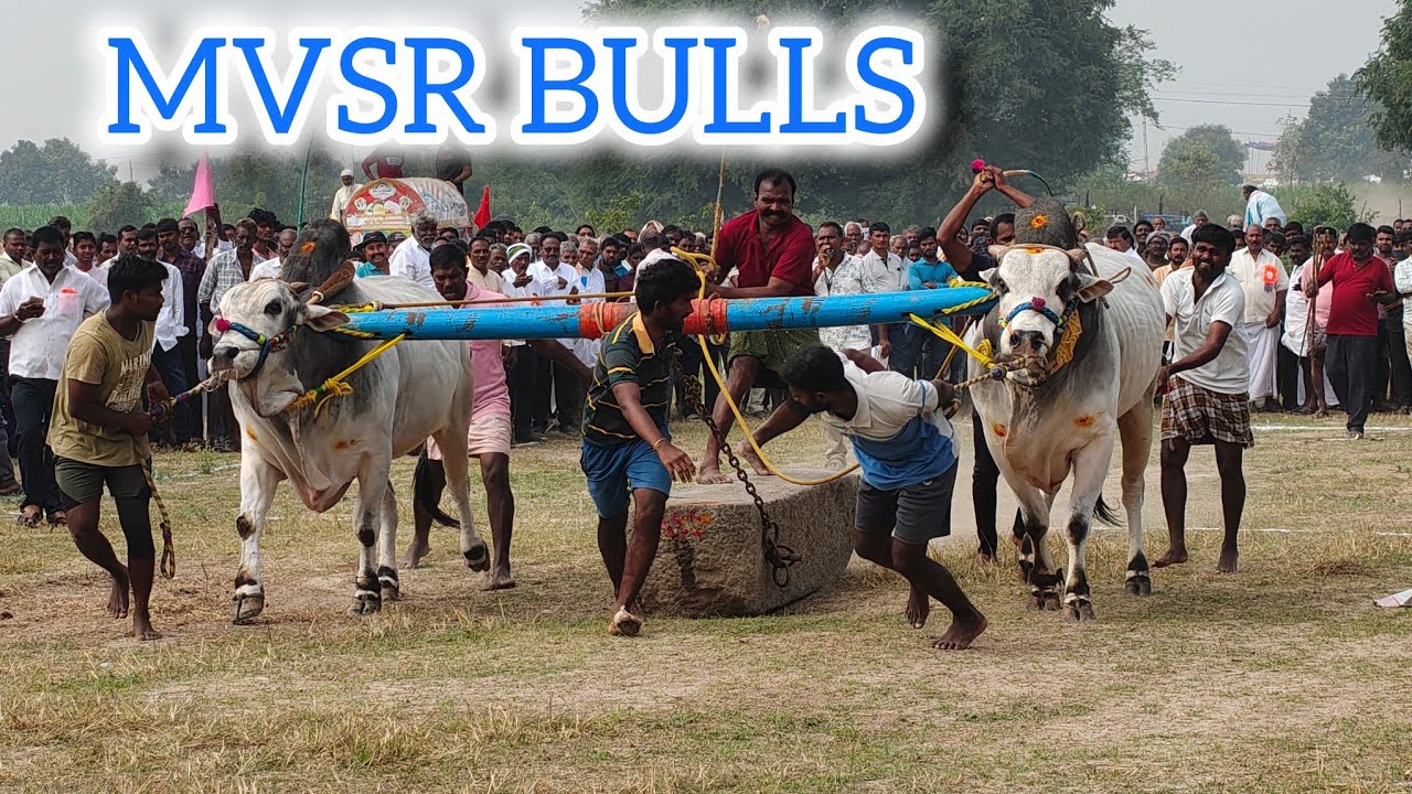 ఆకువీడు సీనియర్స్ విభాగం 1వ జత MVSR BULLS