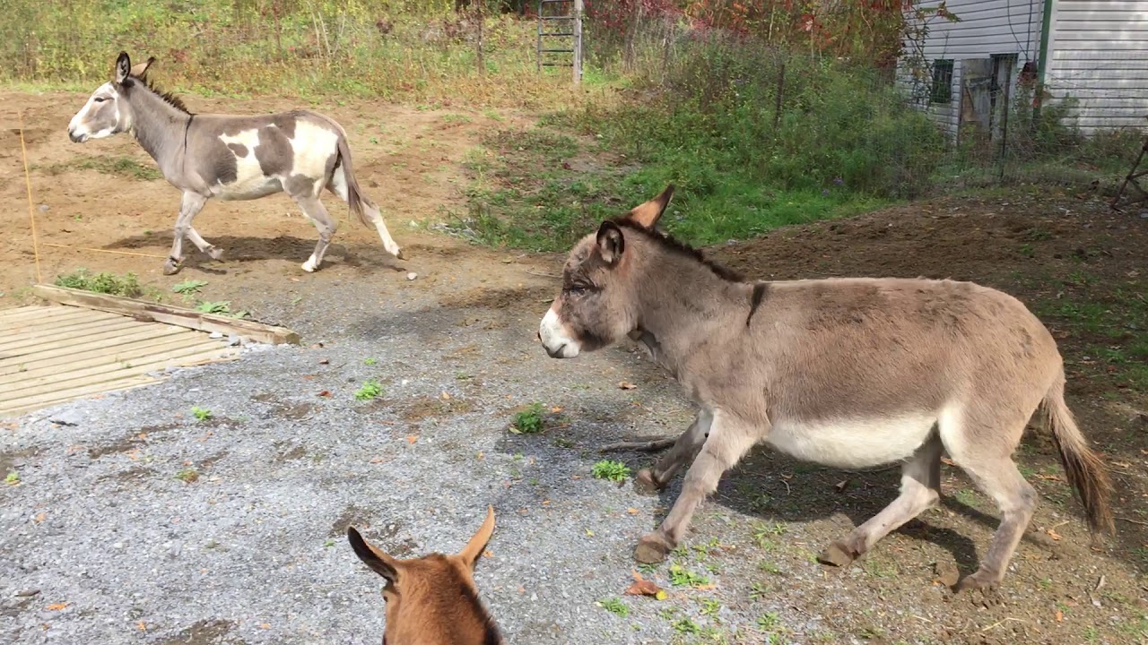 Hurray Donkey Style!