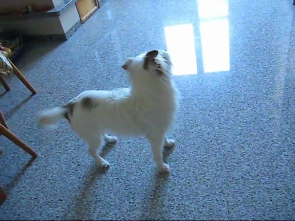 Quando un piccolo gesto rende felice un cane