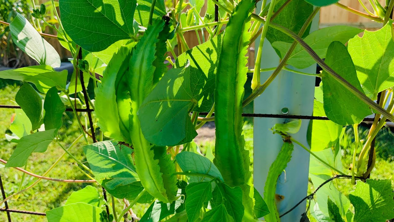 Ra Vườn Thăm Anh Rồng Gặp Chị Thỏ ở Houston, Texas, Mỹ ( Đậu Rồng, Càng Cua, Rau Má ... )🐝