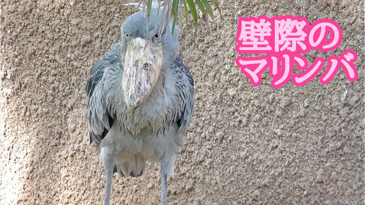 ハシビロコウ　マリンバちゃん　壁際で過ごしています【神戸どうぶつ王国】Shoebill Marimba-chan Kobe Animal Kingdom 