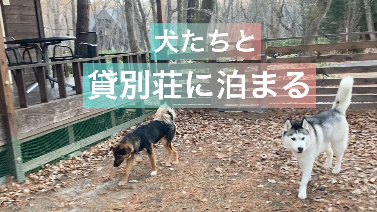 ハスキーと後輩犬コテージ泊が嬉しすぎて朝３時半から「遊ぼう」地獄