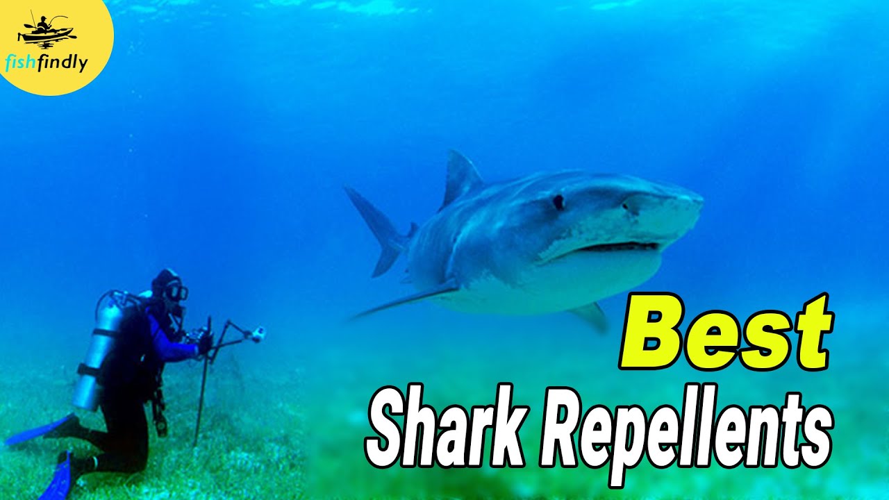 Best Shark Repellents In 2020 – Highly Preferred!