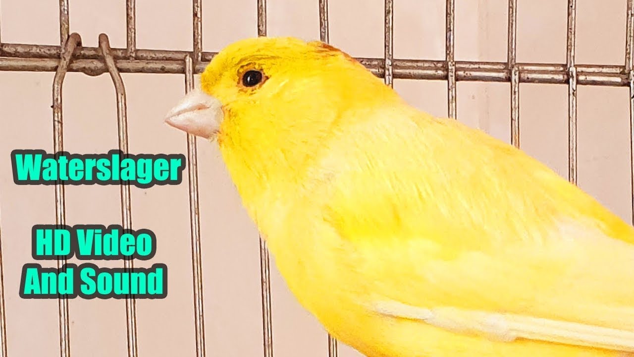 Waterslager CANARY Singing - HD Video and Sound | کناري واتر