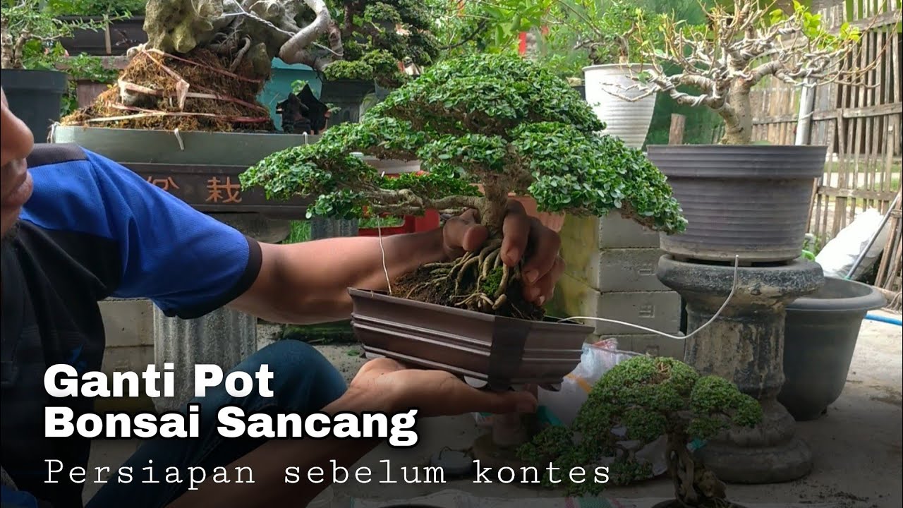 Proses Ganti Pot Bonsai Sancang Cantik | Repotting Premna Bonsai