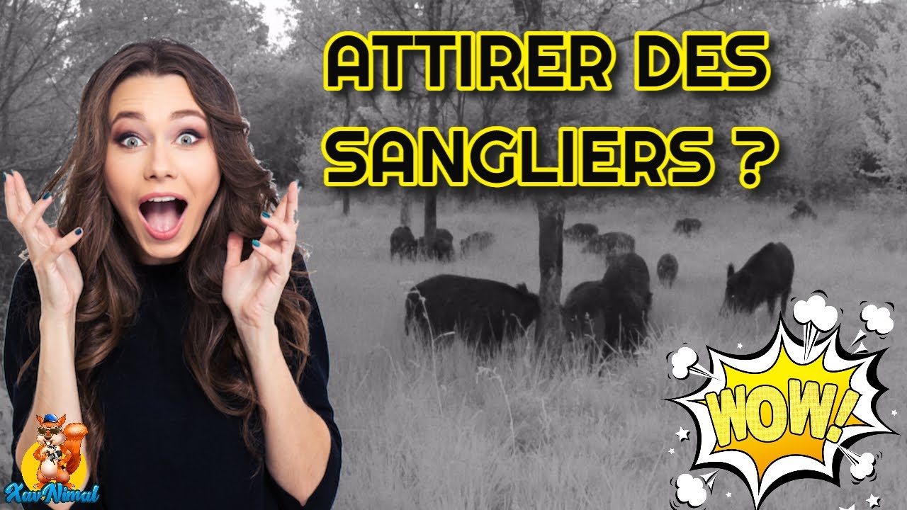 Comment attirer les sangliers quand ils ont disparus ?