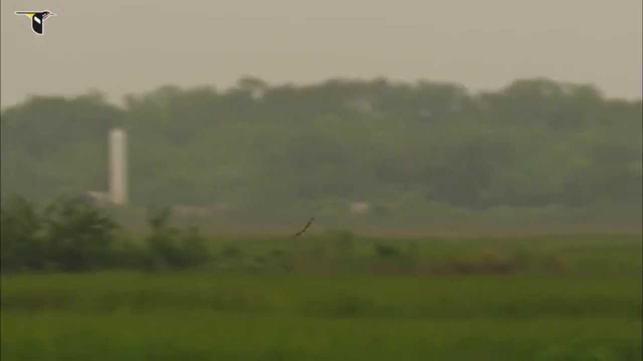 Common Nighthawk in flight