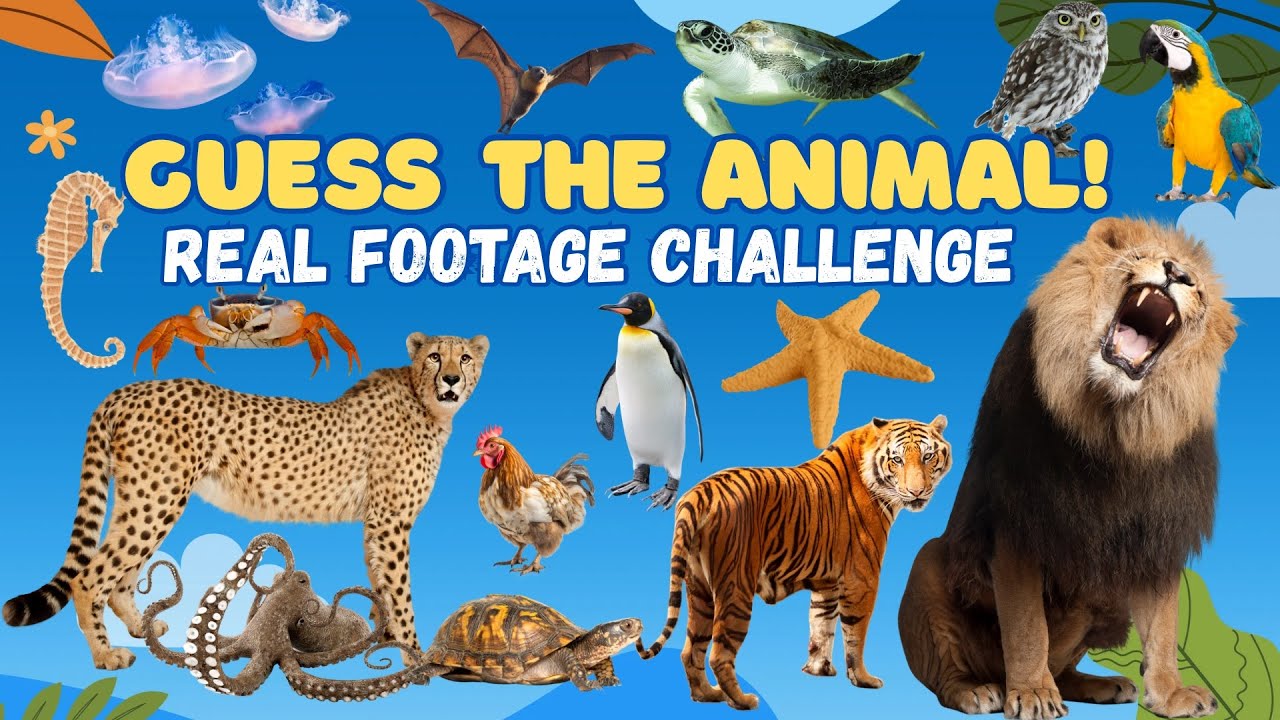 Who’s That Animal? Real-Life Footage Quiz for Kids | Top 50 Most Popular Animals for Kids