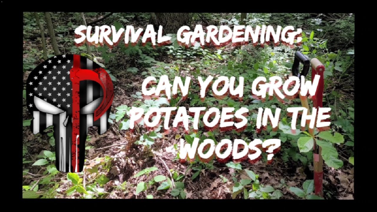 Survival Gardening: Can You Grow Potatoes in the Woods?