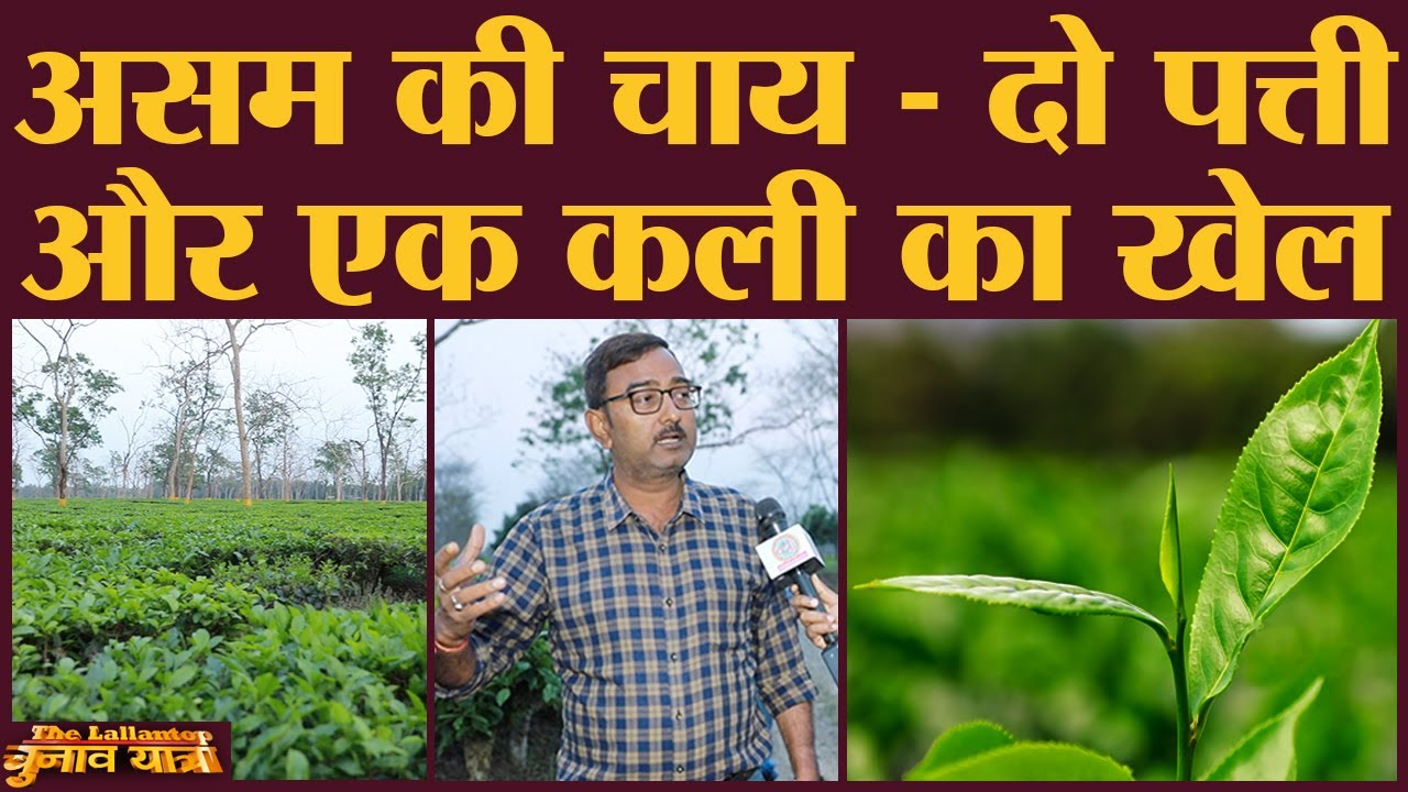 Assam में 100 साल पुराने Tea Gardens की देखभाल कैसे होती है? Assam Tea|Jutlibari Tea Estate