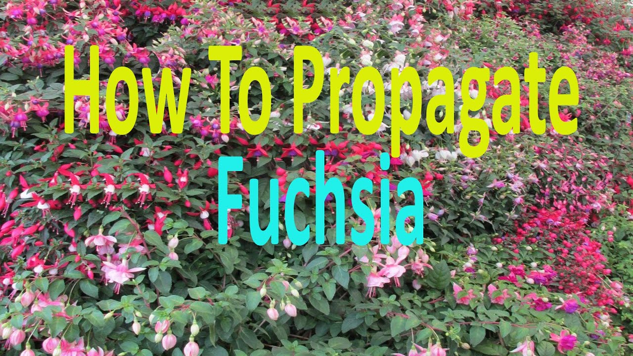 How to grow Fuchsia from cuttings, propagate Fuchsia plants.