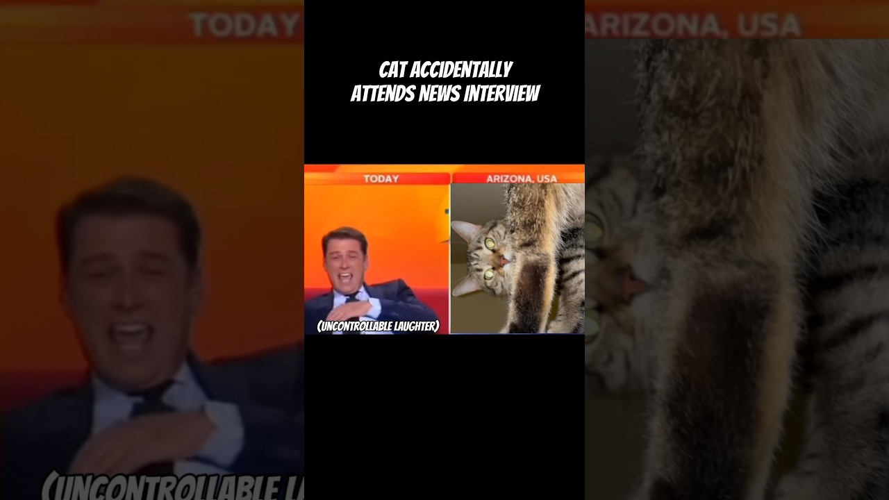 CAT ACCIDENTALLY ATTENDS NEWS INTERVIEW!🙀 #cat #funny #cats #kitten #shorts #news #interview #kitty