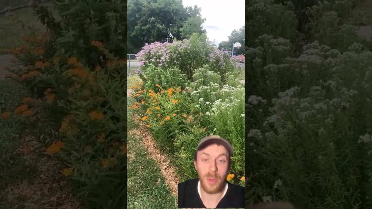 We replaced this pointless grass island with native WILDFLOWERS! #garden