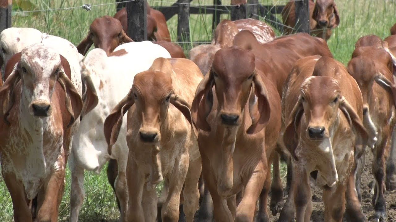 Manejo  Genético del Ganado Gyr Lechero  - TvAgro por Juan Gonzalo Angel