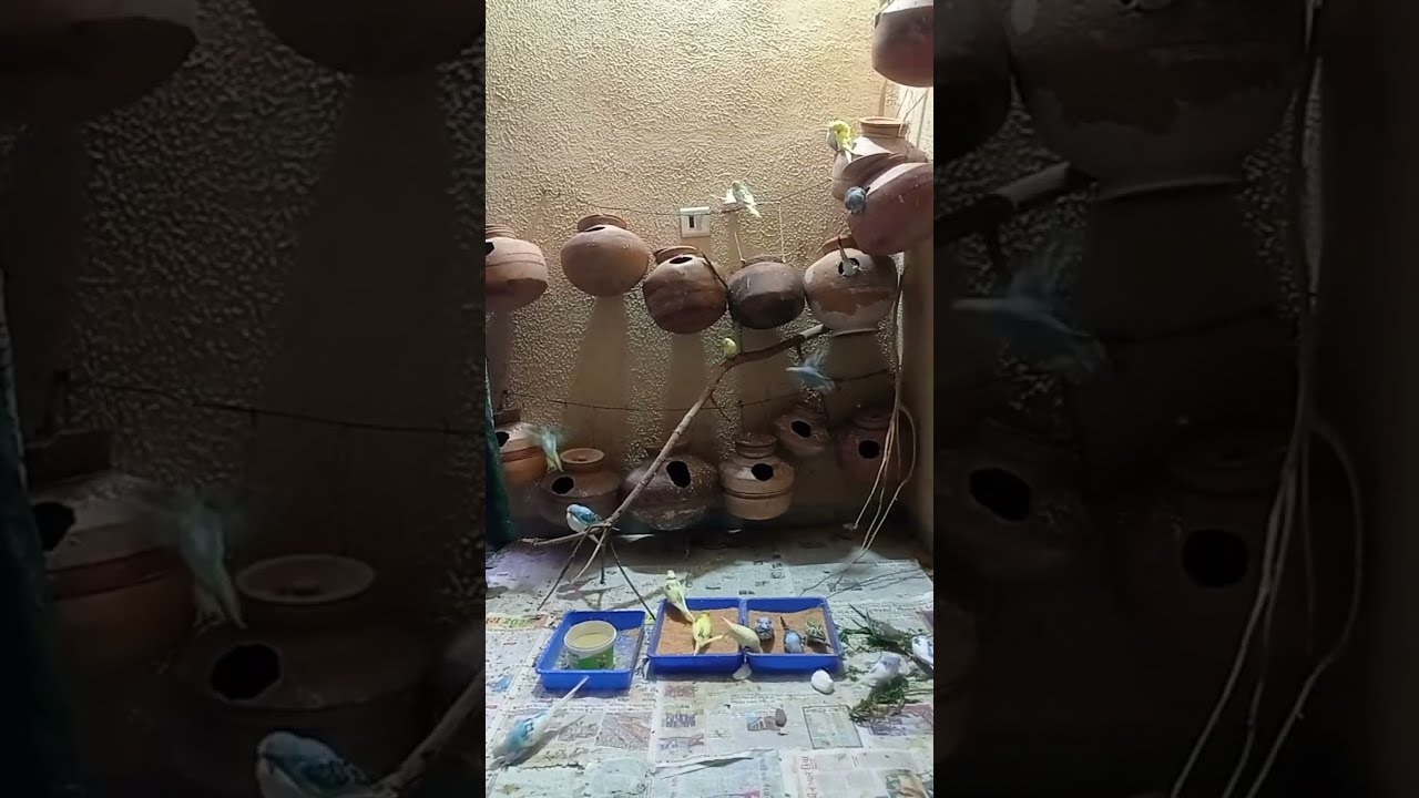 My birds Aviary is live!