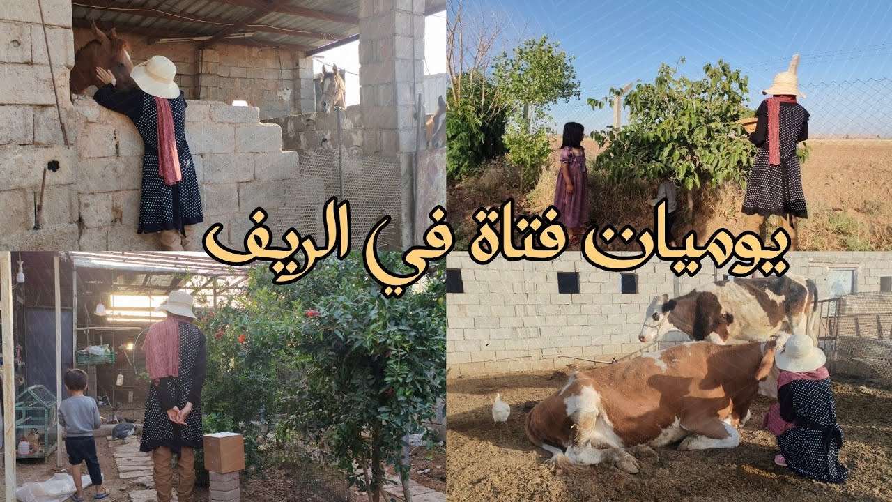 من الفجر للمغرب: تفاصيل يوم ريفي عراقي | يوم في الريف العراقي: حلب البقر ورعاية الأغنام |حياة الريف