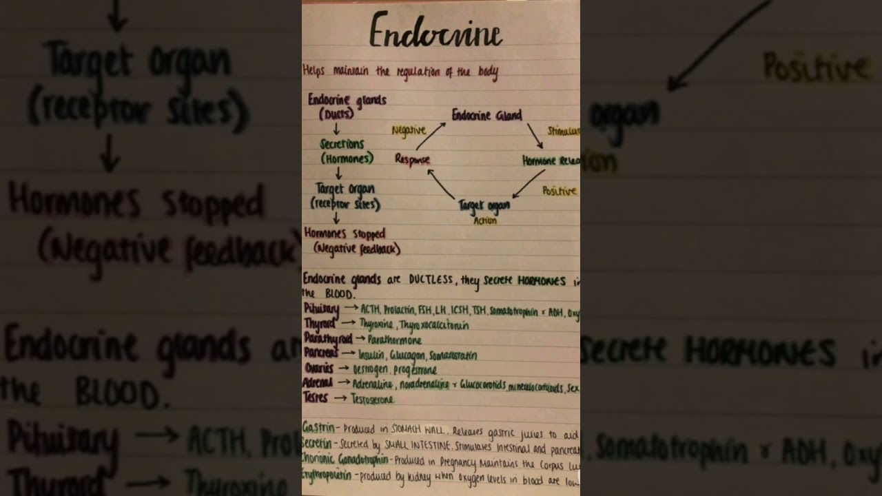 Endocrine systems PHYSIOLOGY and anatomy medical 2.0