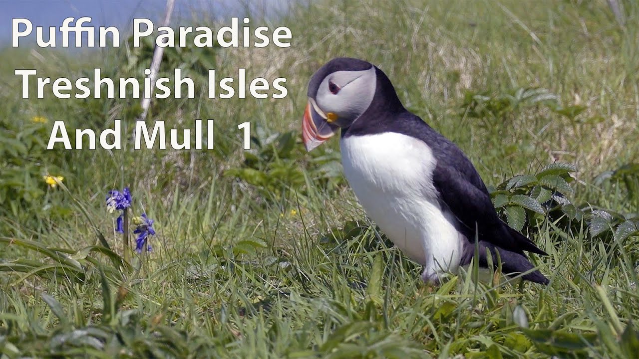 Puffin Paradise ... Treshnish Isles Mull Part 1