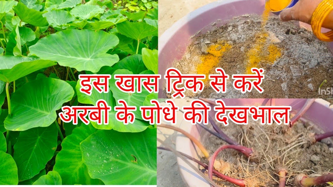Is khaas trick se kare Arbi ke podhe ki dekhbhal|Best Fertilizer and Care Tips for Arbi Plant
