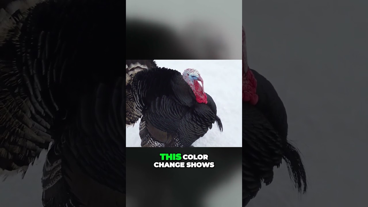 The Incredible Color Changing Abilities of Turkeys ! #shorts  #thanksgiving #animals