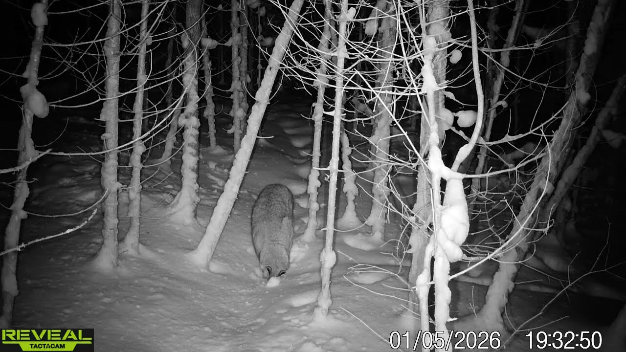 Winter wildlife in Wild Algoma