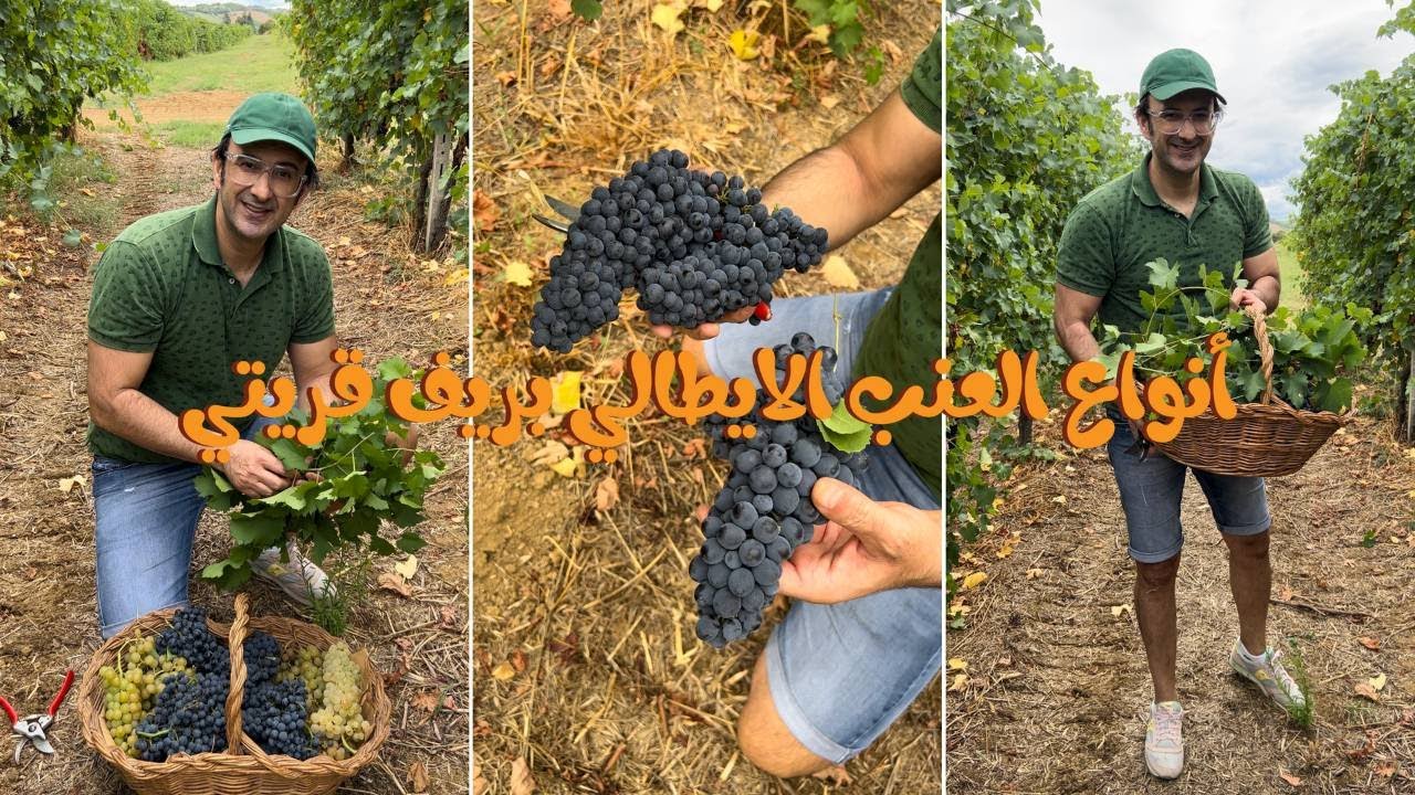 أنواع العنب الايطالي بريف قريتي 🇮🇹