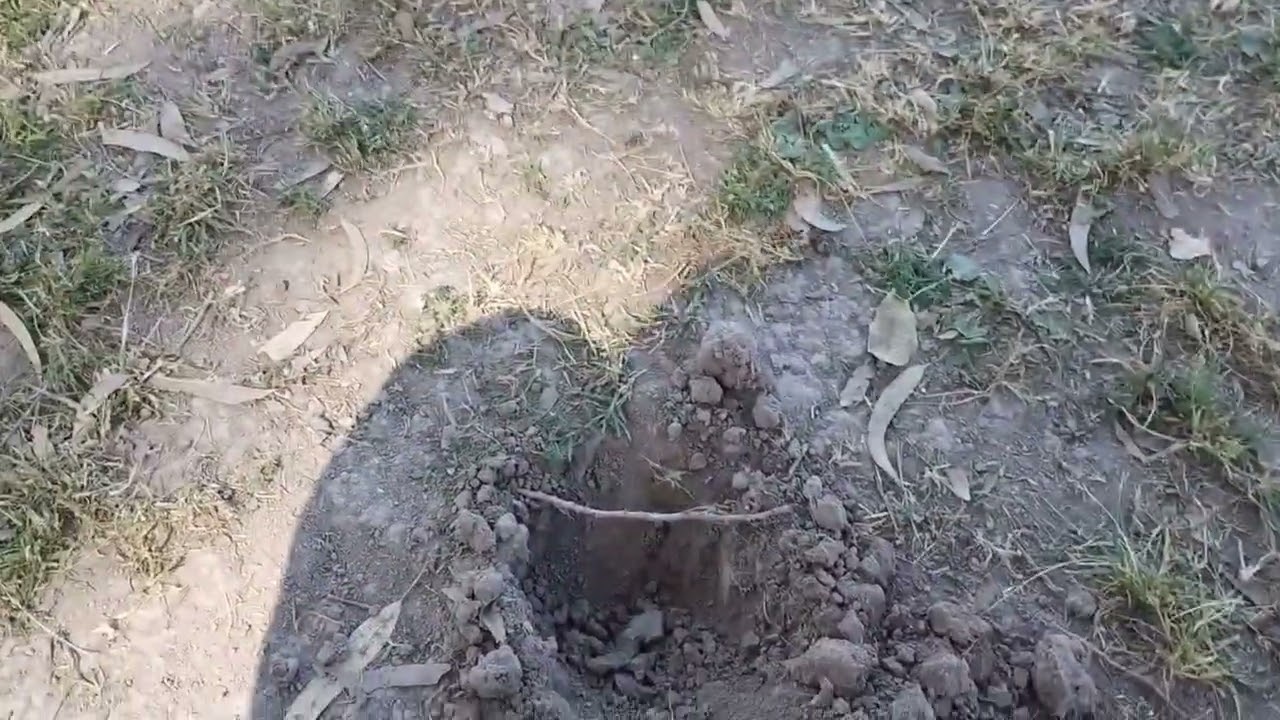 Salió Oro con el XP DEUS 1 X35