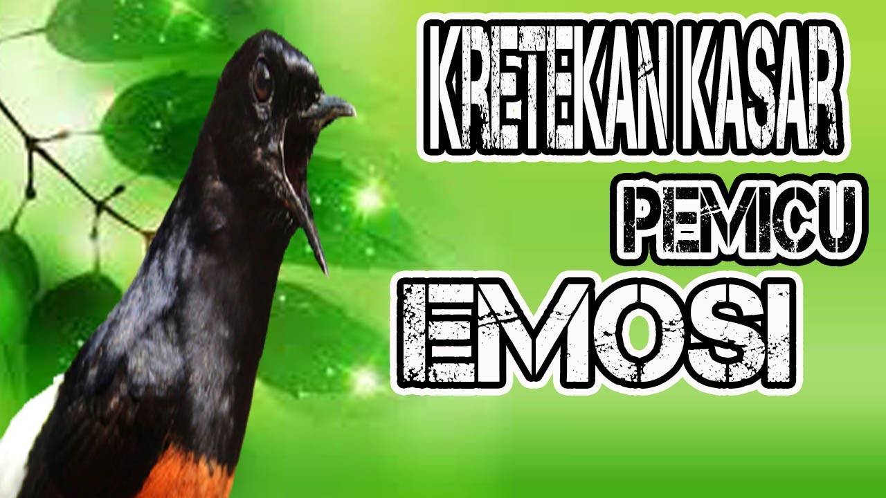Kretekan Kasar Memancing  Murai batu Agar Emosi MURAI MACET ATAU STRES PASTI IKUT BUNYI
