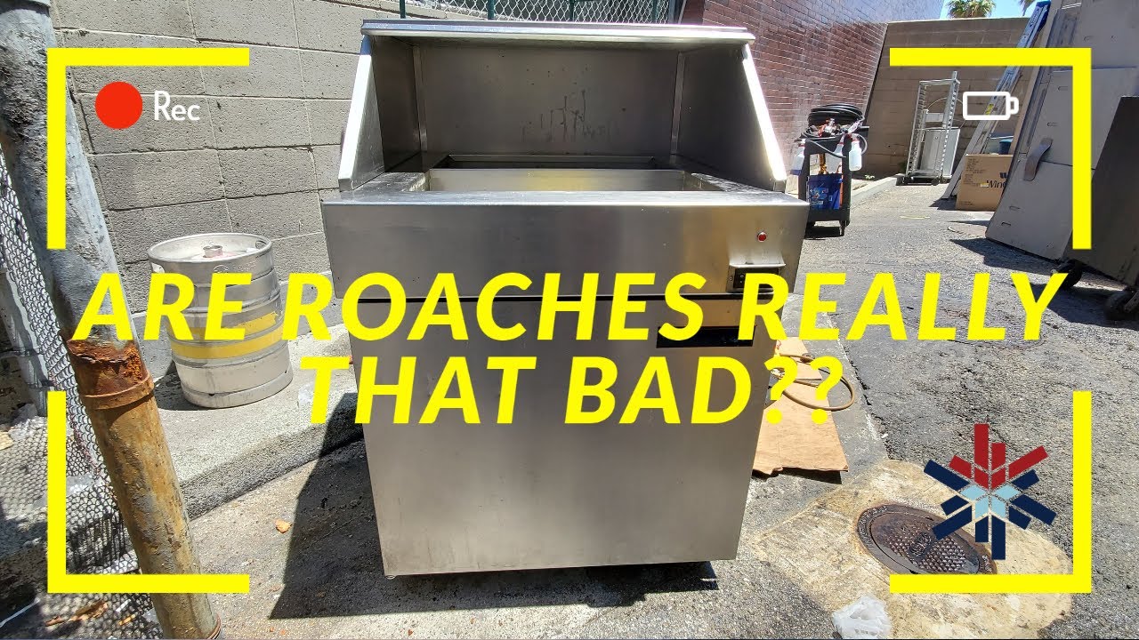 ARE ROACHES REALLY THAT BAD??