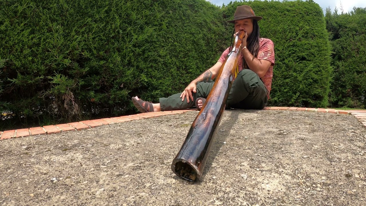 🔥‼️Didgeridoo eucalipto🔥‼️