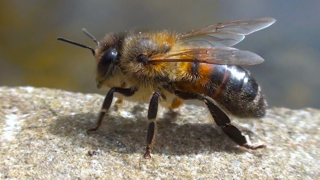 European Honey Bees - Secret Garden, Hoxton, London (Apis mellifera)