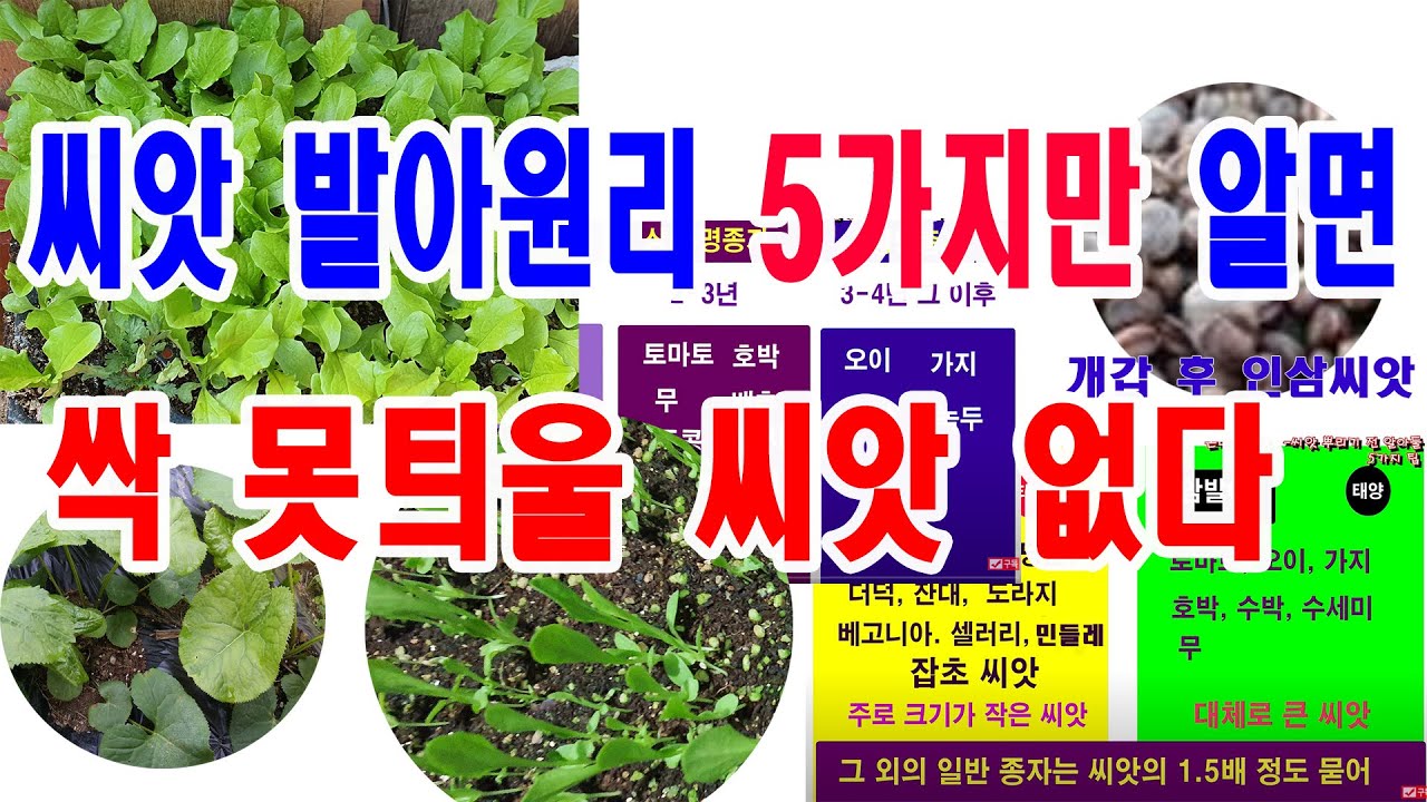 씨앗 발아원리 5가지만 알면 싹 못 틔울 씨앗 없다-씨앗 파종 방법,씨앗 발아 원리, 씨앗 발아조건, 종자 수명, 단명종자,장명종자,광발아,암발아,휴면타파,발아억제물질,개갑방법 등