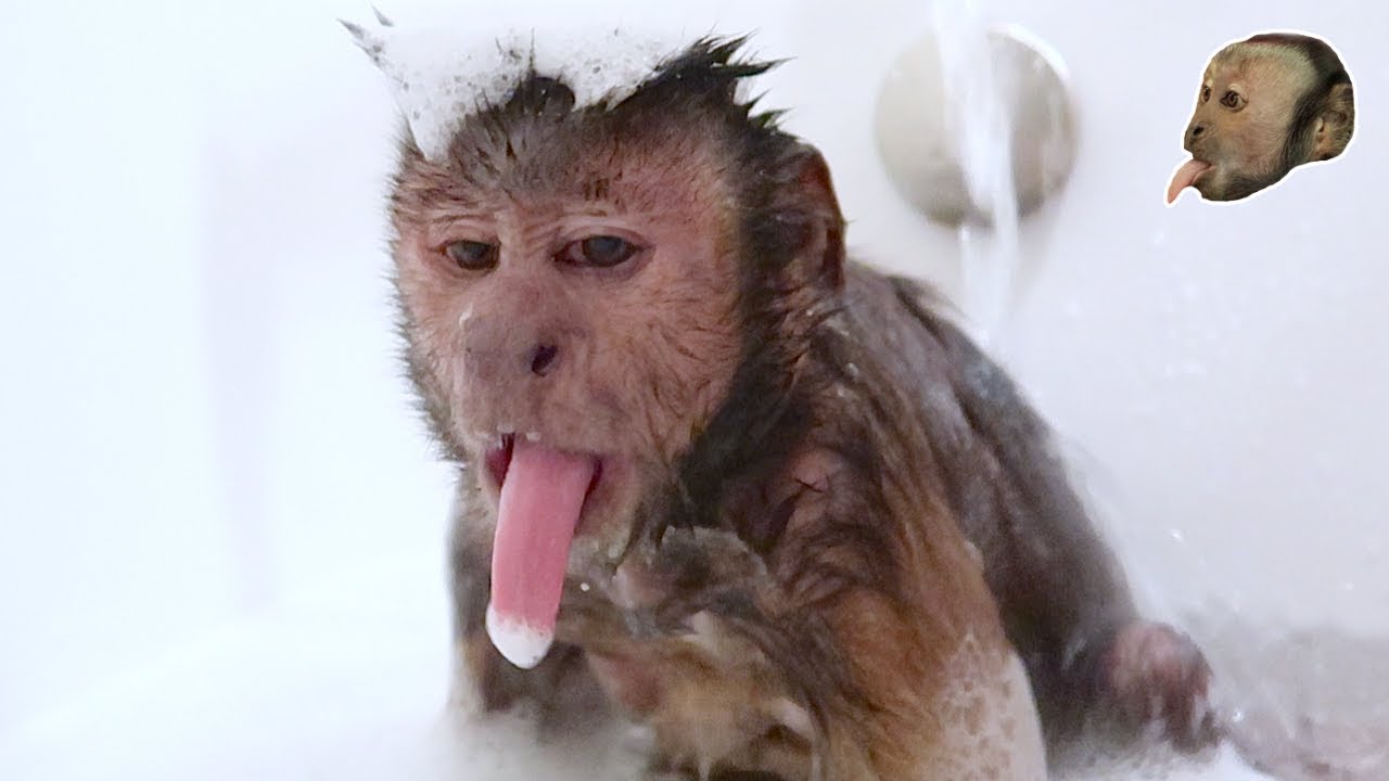 Monkey Takes Hot Relaxing Bubble Bath!