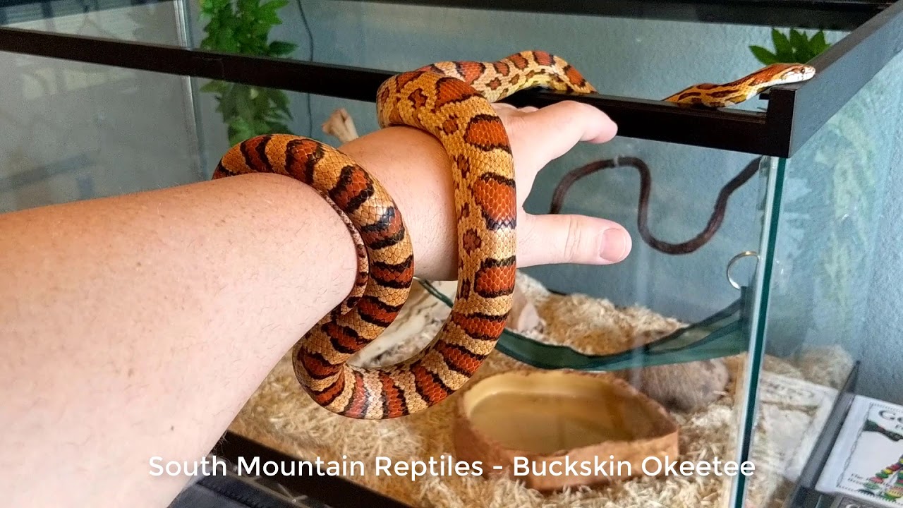 corn snake sizes