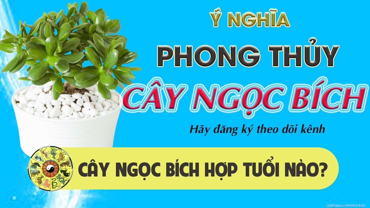 Cây Ngọc Bích có ý nghĩa gì, hợp tuổi nào, cách trồng và chăm sóc