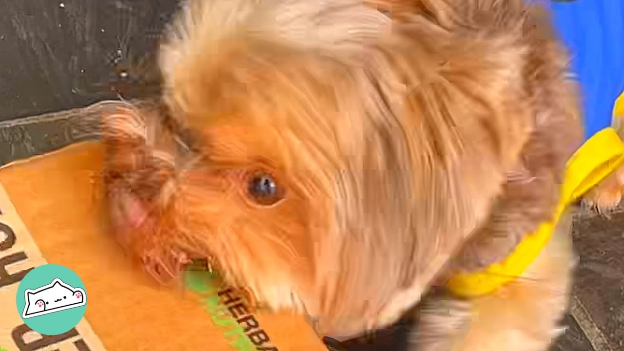 Angry Terrier Destroys Every Package That Comes His Way | Cuddle Dog