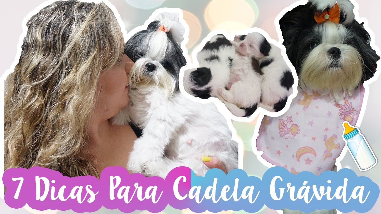 7 Dicas de Como Alimentar A Cadela Grávida | O Que Deve Comer Cachorra Prenha/Gestante ❥ Lói Cúrcio
