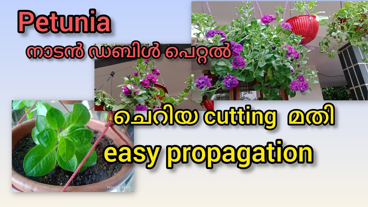 നാടൻ  ഡബിൾ പെറ്റൽ petunia# propagation @High range garden 