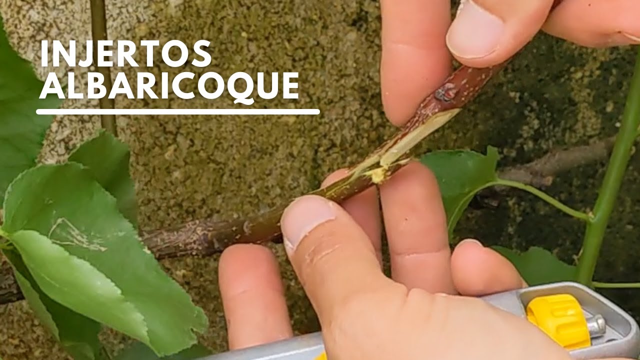 Injertar albaricoque. Injertos a chip, corona e inglés.