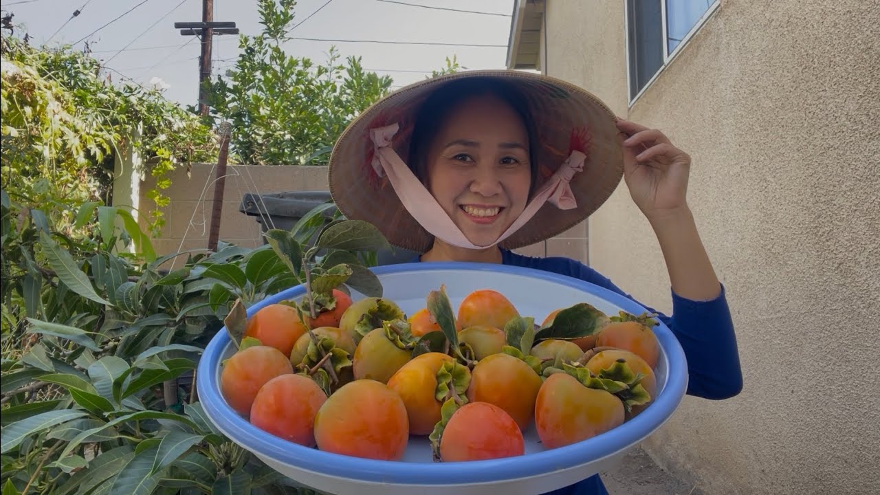 ✅ Video Cũ Cắt Thanh Long, Hồng Mềm, Xoài, Mận Trồng Tại Sân Nhà